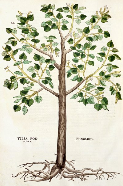 Tilia Foemina, Lindenbaum, Illustration aus 